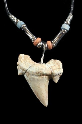 Fossil Otodus Shark Tooth Necklace #43075